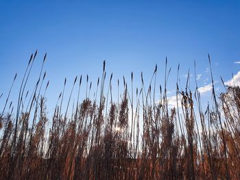 Low angle view of stalks against clear sky during winter