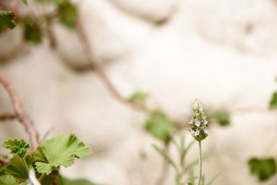 Close-up of white flowering plant