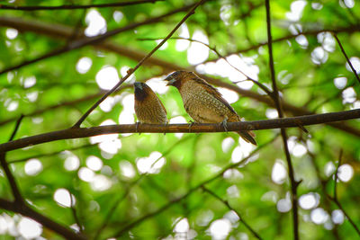 Tailorbird