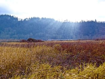 Scenic view of field against sky