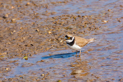 Close-up of bird perching on lake