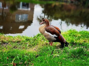 Close-up of a bird on lakeshore