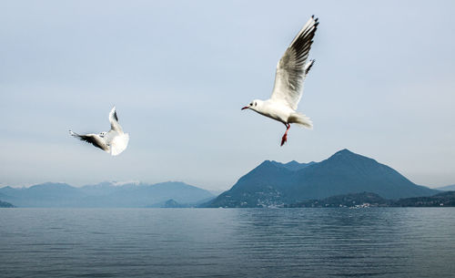 Seagulls flying over sea against sky