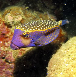 Close-up of fish swimming in sea