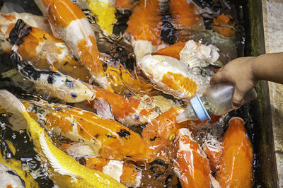 High angle view of hand holding food at market