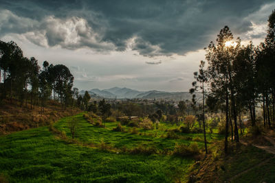 Scenic view of agricultural field against sky
