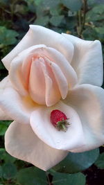 Close-up of white flowers