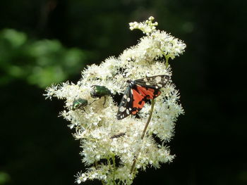 Butterfly on white flower