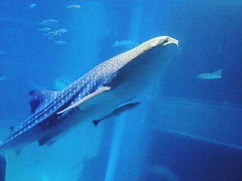 Fish swimming in sea