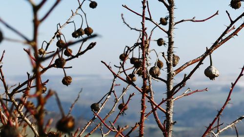 Close-up of branches against sky