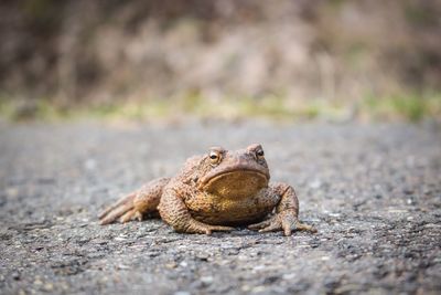 Close-up of frog