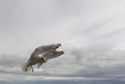 Low angle view of seagull flying in sky