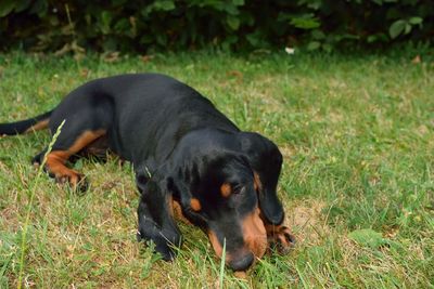 Black dog lying on grass