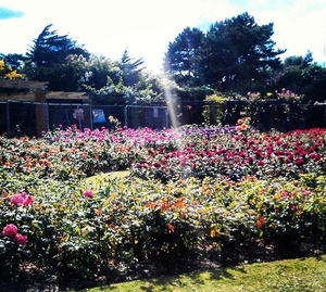 View of flowering plants in park