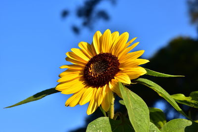 Close-up of yellow sunflower against sky