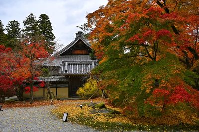 Trees and houses against sky