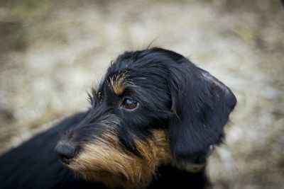 Close-up of dog