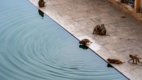 High angle view of birds on lake