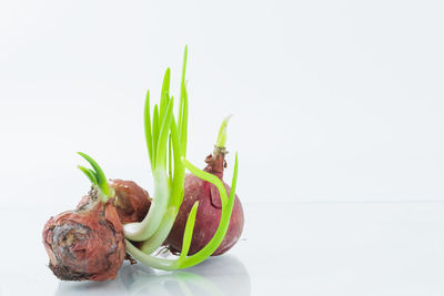 Close-up of fresh vegetables against white background