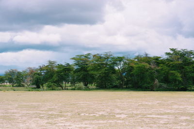 Trees on landscape against sky