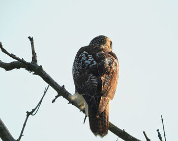 Low angle view of eagle perching on tree against sky