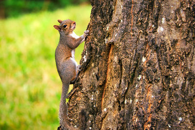 Close-up of squirrel on tree trunk