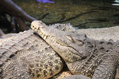 Close-up of lizard on rock