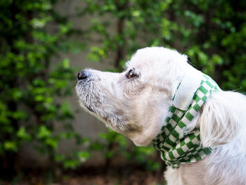 Side view of a dog looking away