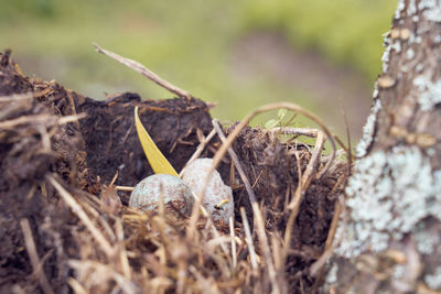 Close-up of dead plant on land