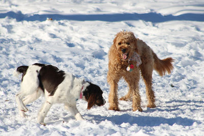 Dog on snow covered landscape