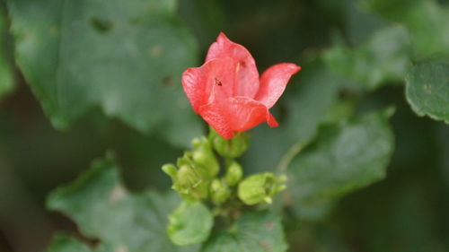 Close-up of red rose