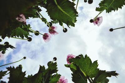 Low angle view of flower tree