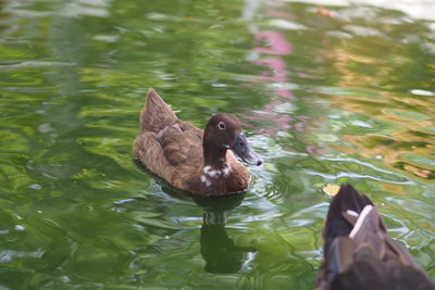 Duck swimming in lake