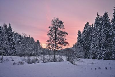 Trees on snow covered field against sky during winter