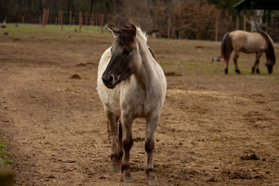 Horses standing in a field