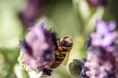 Close-up of bee pollinating on purple flower