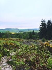 Scenic view of landscape against sky