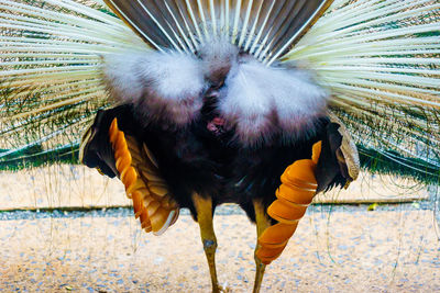 Close-up of a bird