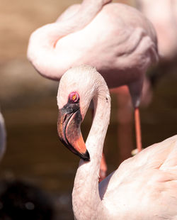 Close-up of flamingo