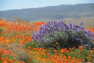 Close-up of purple flowering plants on field