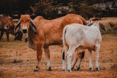 Horses standing in a field