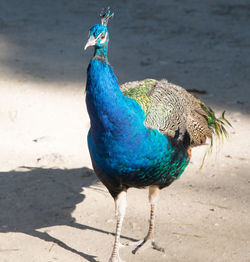 Wild colorful peacocks, little kittens in peacock forest plaka on kos greece