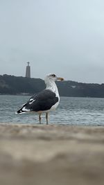 bird