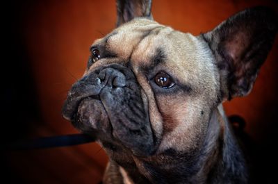 Close-up of french bulldog