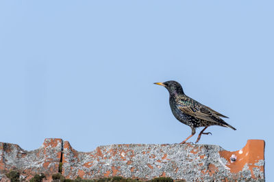 Bird perching on wall against clear sky