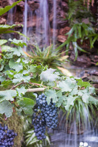 Close-up of snow on plant in forest