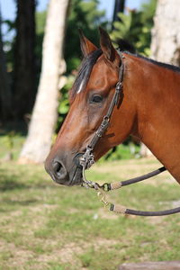 Close-up of a horse on field