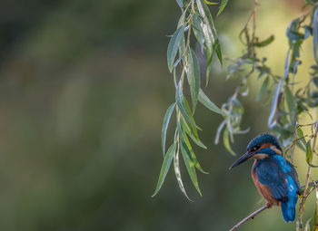 Kingfisher 