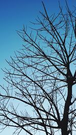 Low angle view of silhouette bare tree against clear blue sky