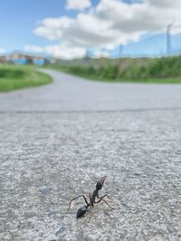 Close-up of insect on road